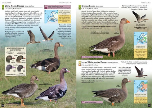 Europe’s Birds An identification Guide - Hume, R.  2021